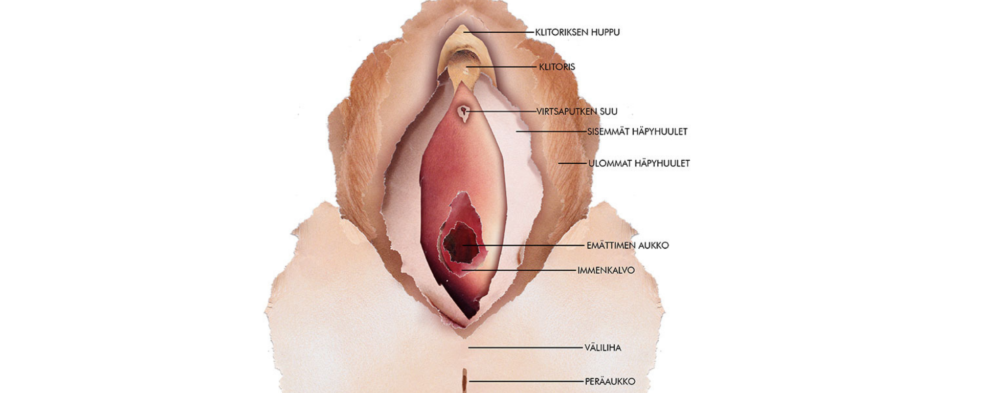 Vulvan anatomia -piirroskuva.