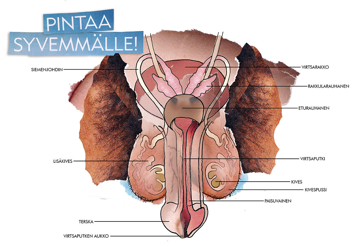 Peniksen anatomia, penis ja kivekset -piirroskuva