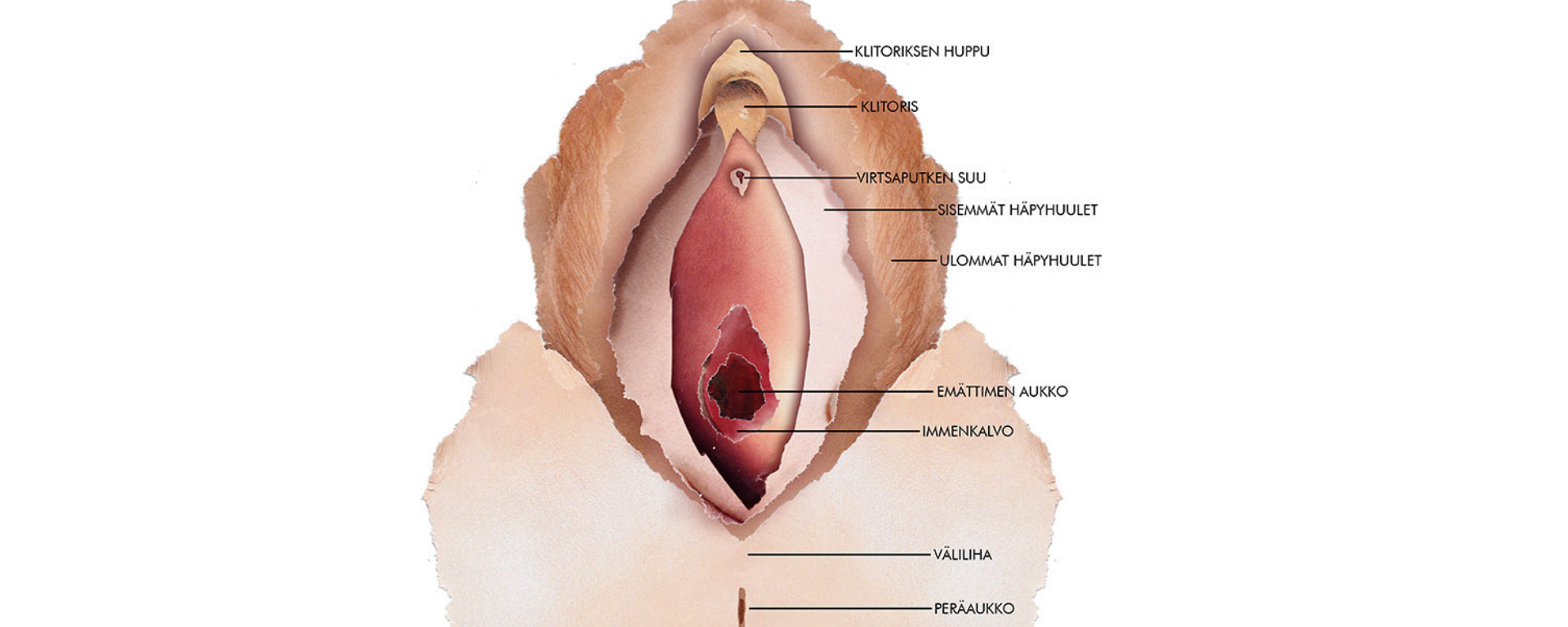 Vulvan anatomia -piirroskuva