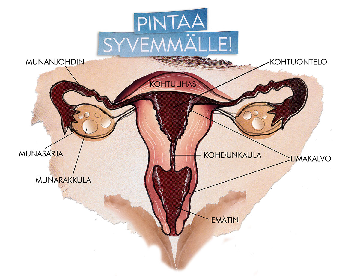 Kohdun ja munanjohtimien anatomia -piirroskuva