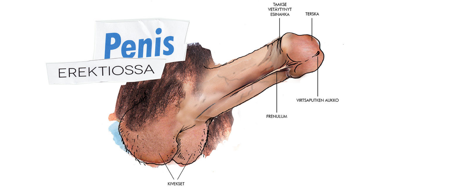 Penis erektiossa -piirroskuva