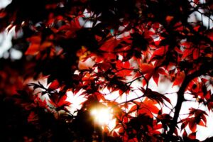 Lähikuva puun tummanpunaisista lehdistä. Taustalla pilkottaa aurinko.