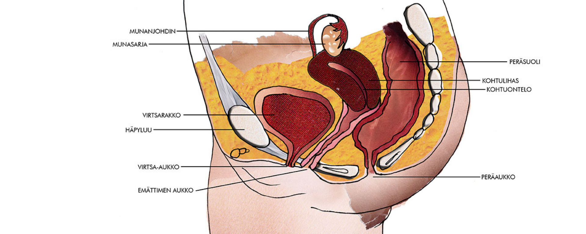 Emättimen anatomia -piirroskuva