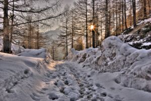 Jäljet lumisessa metsässä kulkemassa samaan suuntaan