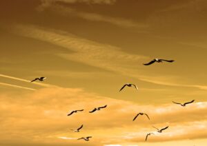Fåglarna flyger vid solnedgången