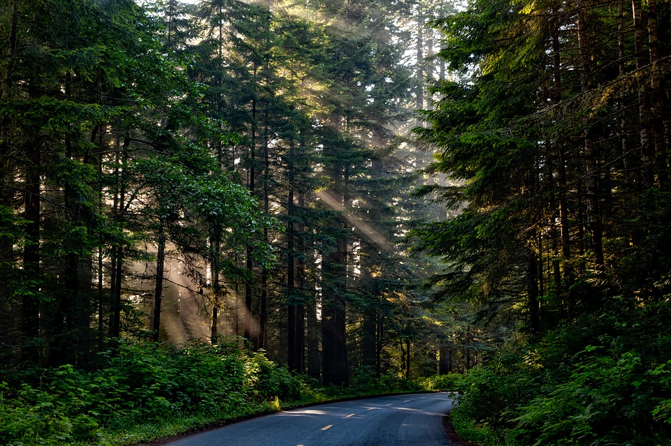 En bilväg som är omringad med skog