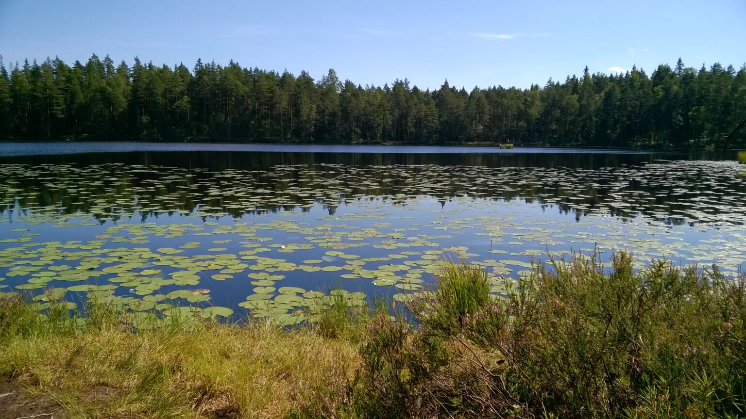 Näckrosblad i en damm