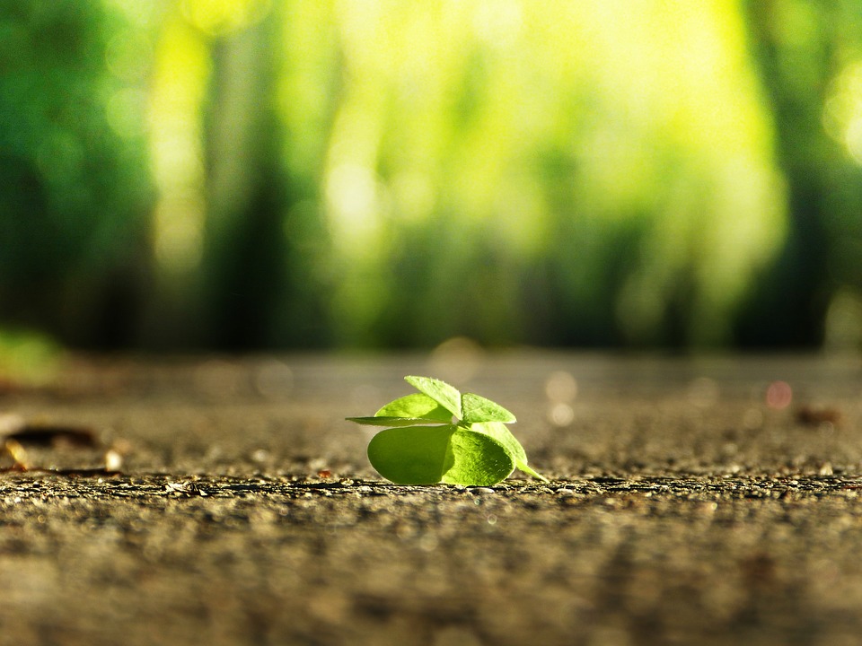 Ett grönt blad som ligger på marken