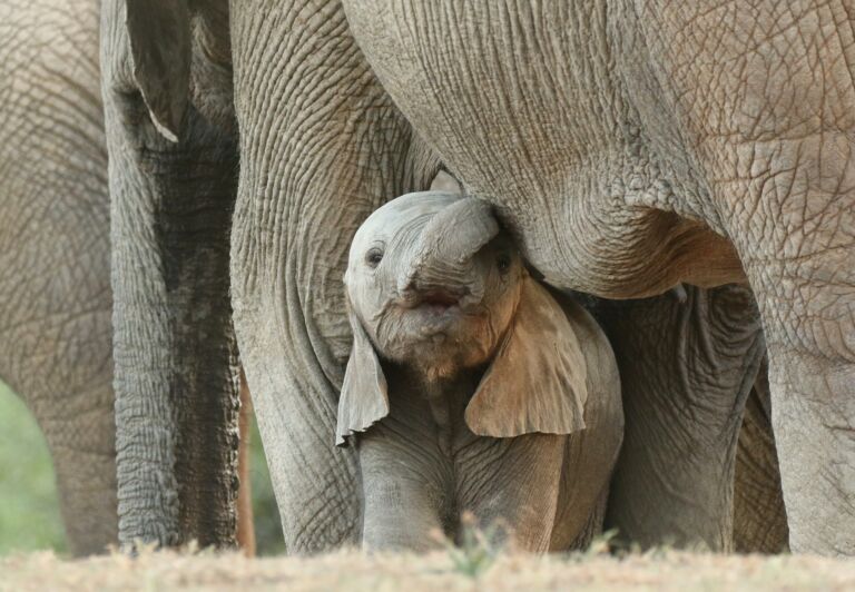 Kuvassa pieni norsu isojen norsujen jalkojen alla.