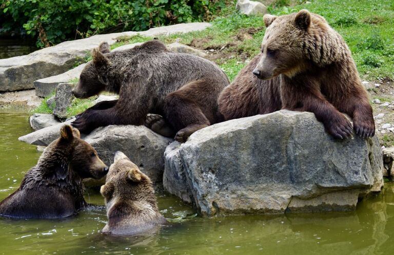 Kuvassa neljä karhua, joista kaksi on uimassa