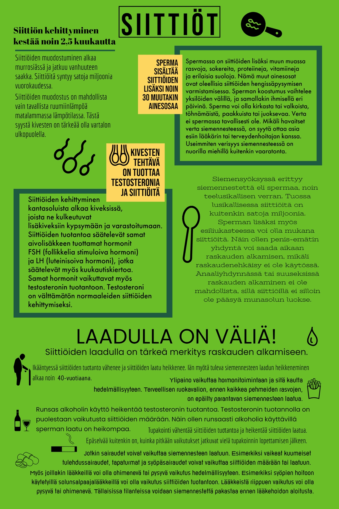 Infografiikka siittiöiden kehityksestä ja siemennesteen koostumuksesta. Kuvassa kerrotaan, että siittiöiden kehittyminen kestää noin 2,5 kuukautta ja että niitä muodostuu satoja miljoonia vuorokaudessa. Sperma sisältää siittiöiden lisäksi yli 30 muuta ainetta, kuten rasvoja ja proteiineja. Siittiöiden laadulla on merkitystä raskauden alkamiselle. Infografiikassa käsitellään myös siittiöiden laadun heikentymistä iän, alkoholin, tupakan ja sairauksien vaikutuksesta. Lisäksi kerrotaan, että kiveksen tehtävä on tuottaa testosteronia ja siittiöitä.